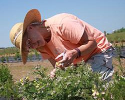 Common Garden Studies for Herbaceous Plants: Lessons Learned from the Longleaf Pine Ecosystem